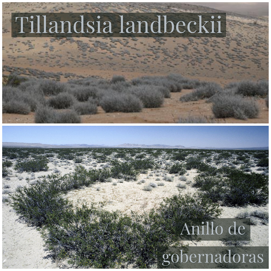 Plantas del desierto