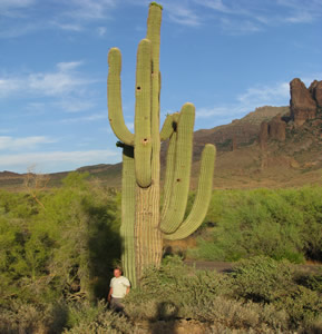 Saguaro