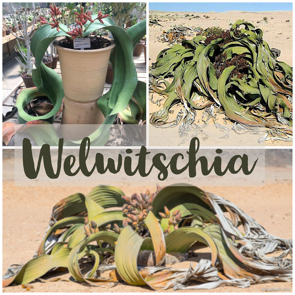 Welwitschia del Namib