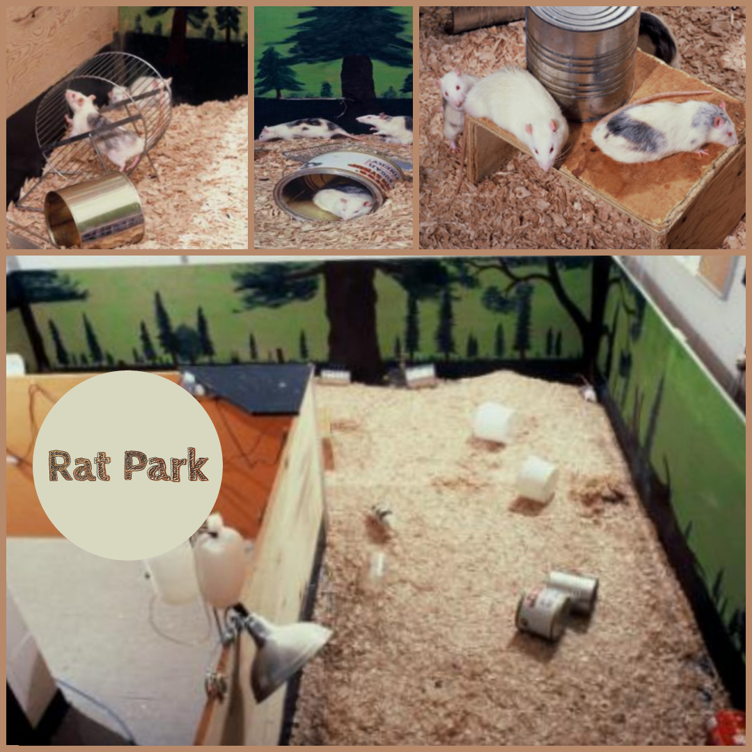 Parque de ratas