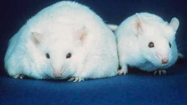 Rata obesa y rata normal