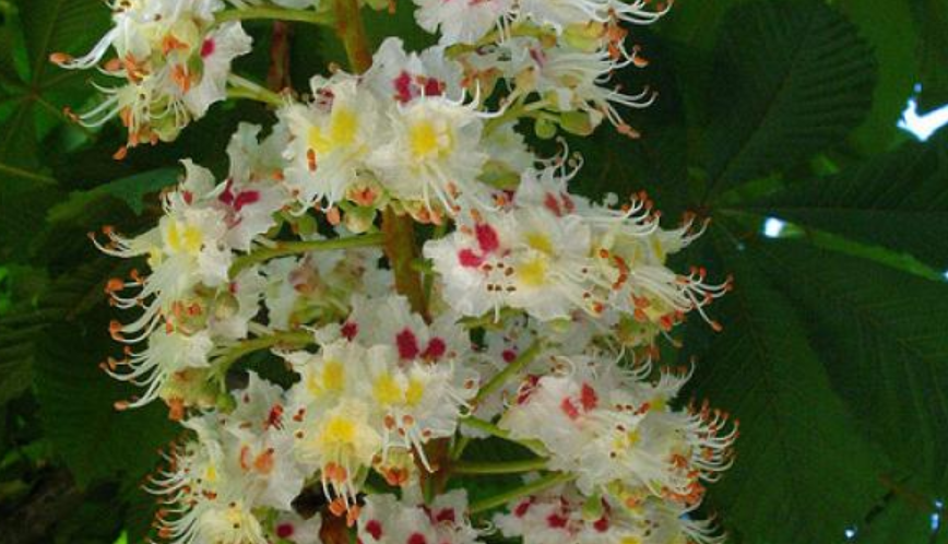 Castaño de Indias