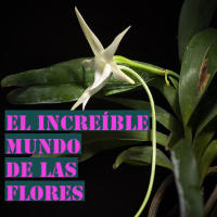 El increíble mundo de las flores