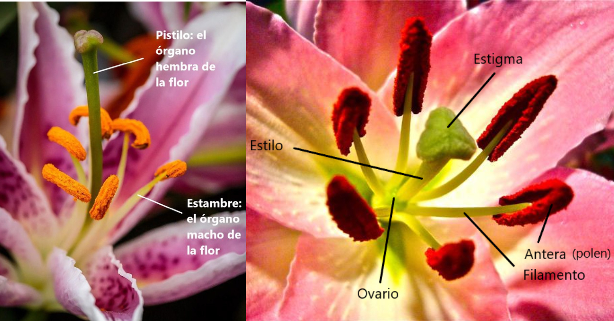 Descripción de algunas partes de la flor