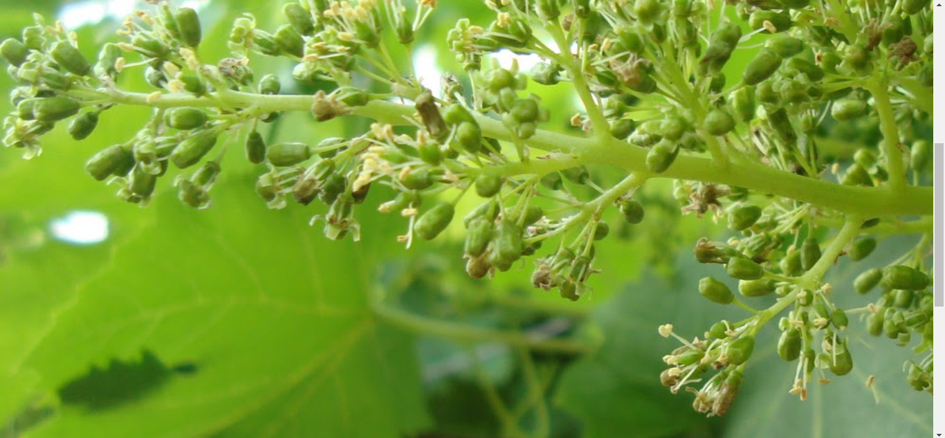 Flor de la vid